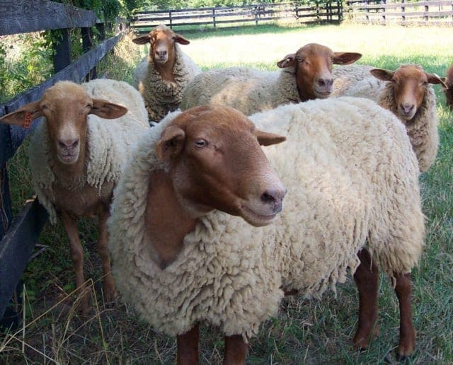 Wool Roving